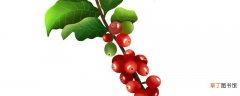 【多】咖啡树最多可以活多少年 咖啡树最多可以活多久