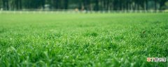 【草坪】绿化草坪怎么种植 绿化草坪如何种植