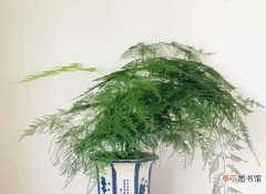 分株和播种 【繁殖】文竹怎么繁殖