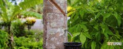 【养殖方法】橡胶树的养殖方法和注意事项 橡胶树的养殖方法和注意事项有哪