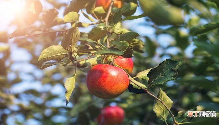【成熟】苹果成熟是什么季节 苹果什么时候成熟