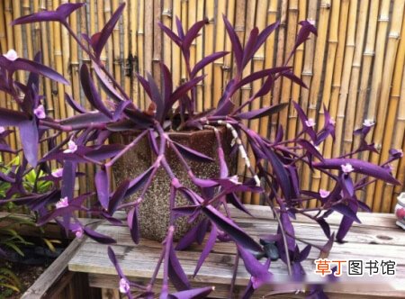 【扦插】紫竹梅怎么繁殖，紫竹梅扦插和分株方法