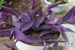 【方法】紫鸭跖草怎么扦插，紫鸭跖草的扦插方法