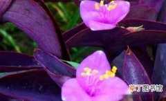【有毒】紫鸭跖草有毒吗？紫鸭跖草无毒