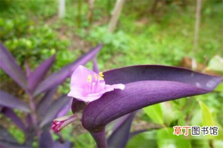 【养殖方法】紫鸭跖草怎么养比较好，紫鸭跖草的养殖方法