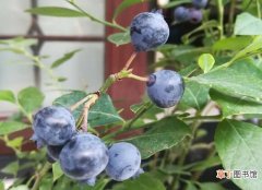 【盆栽】蓝莓盆栽的养殖方法|土壤、浇水等