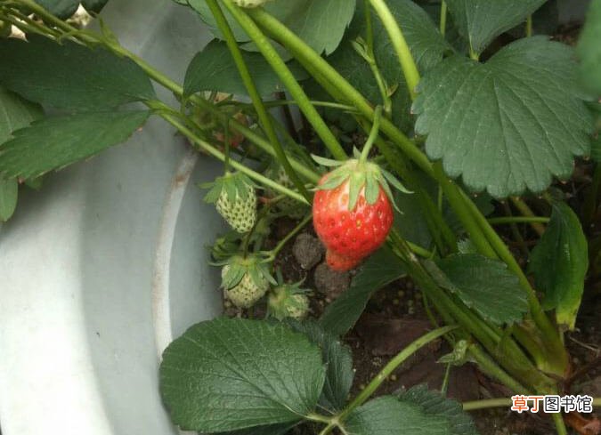 【水培】草莓水培好还是土培好