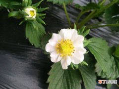 图片 【花】草莓雌花和雄花的区别