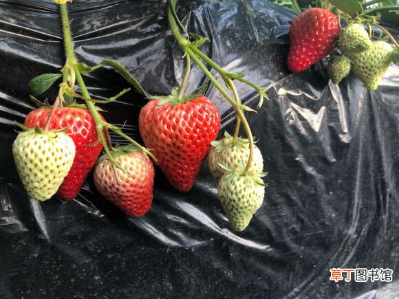 【草莓】大棚草莓能用风扇授粉吗