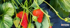 【注意事项】草莓苗种植注意事项 盆栽草莓苗的种植方法及注意事项