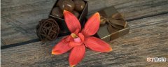 【品种】仙山红兰花是什么品种 仙山红属于什么品种的兰花