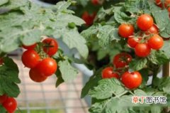 【西红柿】怎么盆栽西红柿，西红柿盆栽方法
