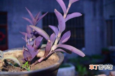 【花】紫鸭拓草开花有毒吗？紫鸭拓草的养护技巧