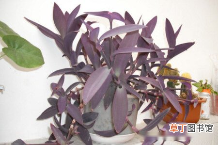 【花】紫鸭拓草开花有毒吗？紫鸭拓草的养护技巧