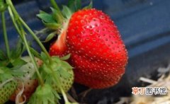 【种植】草莓什么时候种植，草莓春季秋季种植