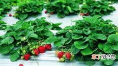 【月份】草莓几月份种植，草莓9月上旬种植