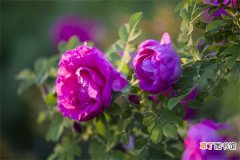 【花】7种花，是天然染色剂，在古代非常名贵！