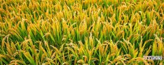 【植物】水稻是什么植物 水稻属于什么植物