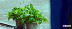 【植物】耐阴植物室外植物有哪些 耐阴植物室外植物有哪一些