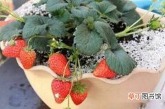 【营养】自制草莓营养土方法