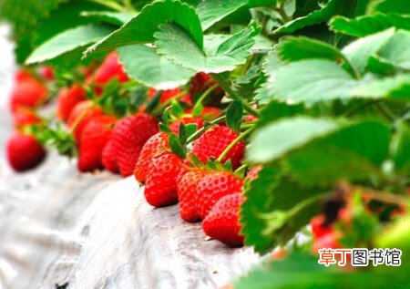 【栽培】草莓立体栽培的方法，五种立体栽培方法