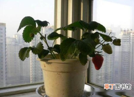 【草莓】盆栽草莓为什么不开花，让草莓开花方法