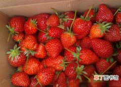【方法】草莓怎么保存，草莓的保存方法