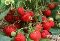 【种子】草莓种子种植方法，草莓种子播种方法说明