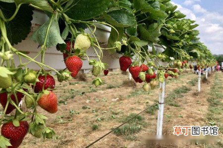 【草莓】草莓每年都要重新种吗？草莓不用每年都新种