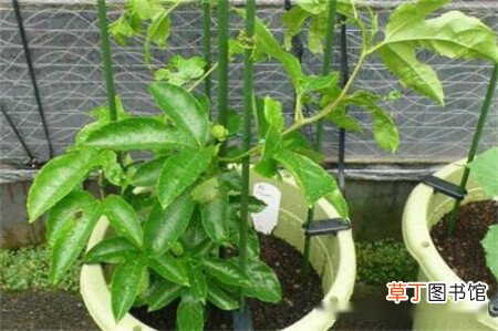 【香】百香果种子种植方法和扦插方法
