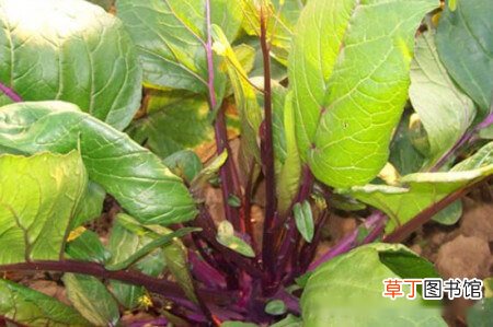 【菜苔】红菜苔北方能种吗？红菜苔的栽种方法