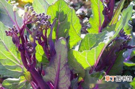 【菜苔】红菜苔北方能种吗？红菜苔的栽种方法