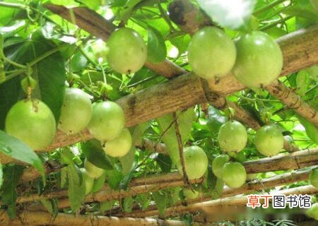 【香】百香果几月份成熟上市，5-10月成熟