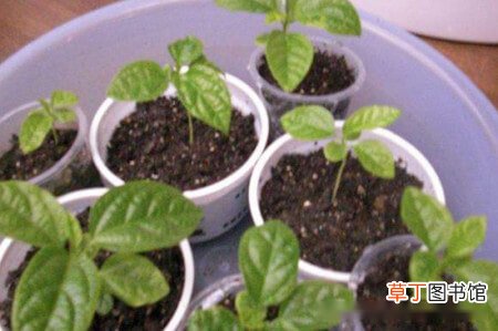 【香】百香果种子种植方法，需要用纸巾催芽