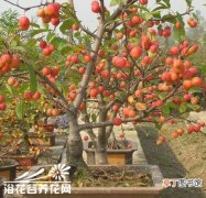【养护方法】冬红果的养护方法