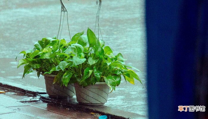 【植物】水培植物的日常管理方法和注意事项 水培植物的日常管理方法和注意事项有哪些