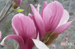 【玉兰】紫玉兰开花能施肥吗有哪些注意事项？