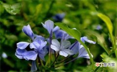 【花】蓝雪花夏天养护方法有哪些？