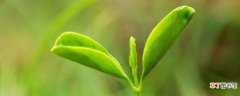 【作用】绿色植物的蒸腾作用 绿色植物的蒸腾作用是什么