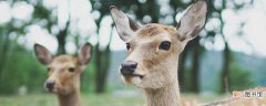 【梅花】梅花鹿是反刍动物吗 梅花鹿是不是反刍动物