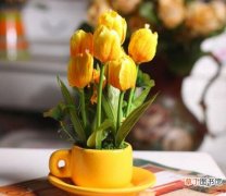 【香】郁金香叶子发黄的原因有哪些？