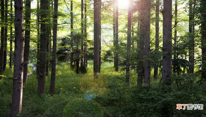 【树】植树造林的重要意义 植树造林的重要意义是什么