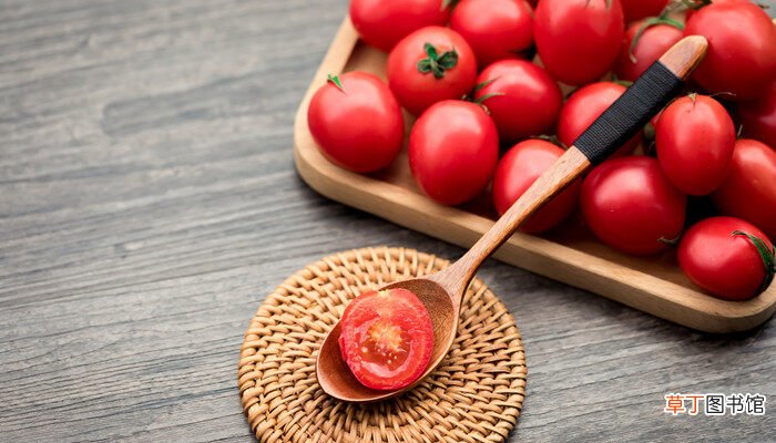 【种植】小番茄种植时间和方法 小番茄种植时间以及方法