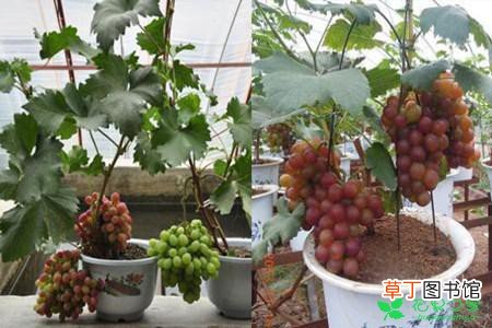 【葡萄】盆栽葡萄的养殖方法有哪些？