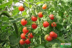 【注意事项】西红柿黑根烂果怎么防备有哪些注意事项？