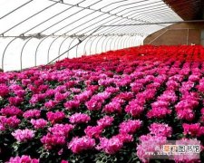 【花】怎样预防大棚花卉冻害有哪些方法？
