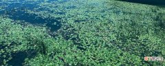 【花卉大全】海草床的生态功能 海草床的生态功能介绍