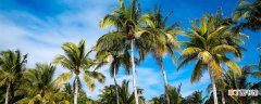 【树】椰子树妈妈传播种子的方法是什么 椰子树是怎样传播种子的