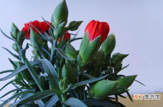 【花】康乃馨一年开几次花，康乃馨花期养护妙招有哪些？