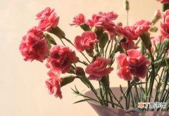 【花】康乃馨一年开几次花，康乃馨花期养护妙招有哪些？